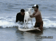 超级恶搞让羊在海里冲浪：好淡定的羊咩咩啊.gif(点击浏览下一张趣图)