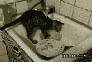 雷人的小猫洗衣服：家里有只勤快的猫可真省心啊~.gif(点击浏览下一张趣图)