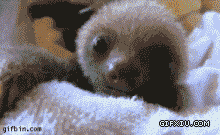 可爱的动物动画：可爱的宝宝树懒，萌死了.(点击浏览下一张趣图)