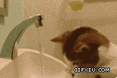 可爱搞笑的小猫玩水管：喵喵你洗手还是洗头呐？.gif(点击浏览下一张趣图)