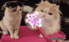 两只可爱搞笑的小猫咪：旁边那只喵，你看得都呆了吗.gif(点击浏览下一张趣图)