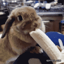 好可爱的兔子：这货喜欢吃香蕉，不带这么萌的！.gif(点击浏览下一张趣图)