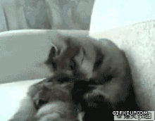 搞笑的小猫和自己打架：敢特么的踢我？·我咬….gif(点击浏览下一张趣图)