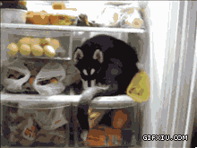 高招的狗狗钻在冰箱里面避暑：看小哈是肿么避暑的！~.gif(点击浏览下一张趣图)