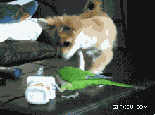 搞笑的小狗和鹦鹉抢东西吃：那是我的！~.gif(点击浏览下一张趣图)