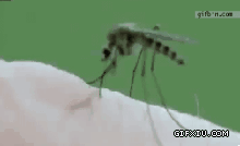 蚊子咬你特写。。。恶心到了吧!!.gif恐怖动画图片(点击浏览下一张趣图)