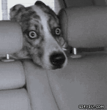 搞笑的狗狗在车里东张西望,怎么是她在开车？？.gif(点击浏览下一张趣图)