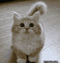 可爱的小猫：这小短腿、这小胸毛，太可耐了！.gif(点击浏览下一张趣图)