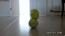 可爱的鹦鹉站在皮球上面玩耍(点击浏览下一张趣图)