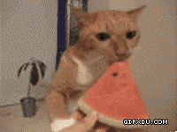 见过小猫吃西瓜吗？：爱吃西瓜的猫咪，你丫吃的可真够香的.gif(点击浏览下一张趣图)