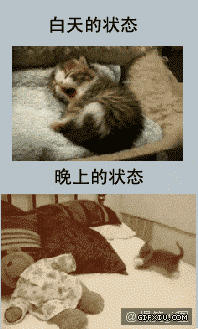 两只小猫来表现白天和晚上的人们的精神状态：白天的状态和晚上的状态，你中枪了吗？.gif(点击浏览下一张趣图)