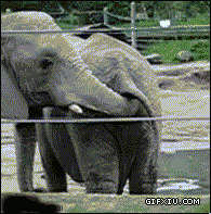 两只搞笑的大象：你说你爱我！为了我什么都可以做！【那你想吃我的屎么？】.gif(点击浏览下一张趣图)