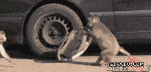 搞笑调皮的猴子偷车轮子：【搞笑的猴子~】得手了，快跑~~.gif(点击浏览下一张趣图)