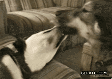两只搞笑的狗狗来法式亲吻，(点击浏览下一张趣图)