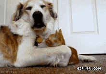 可爱小猫和小狗的玩耍的动态图片(点击浏览下一张趣图)
