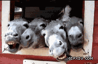 搞笑的小驴们：草泥驴 们饿得不行了，表情二死了.gif(点击浏览下一张趣图)