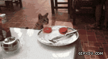 偷吃东西的搞笑的小猫;趁主人不在，赶紧偷吃一块.gif(点击浏览下一张趣图)