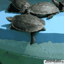 搞笑的乌龟把同伴推下水了(点击浏览下一张趣图)