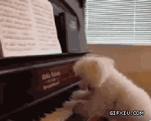 雷人的小狗弹钢琴伤不起啊做的还是有模有样的：汪星人的确有才.gif(点击浏览下一张趣图)