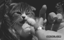 可爱的小猫和小狗打架的动态图片打包一组(3)(点击浏览下一张趣图)