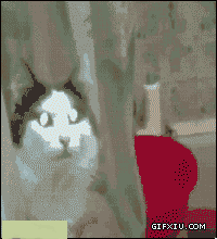 可爱的小猫和小狗打架的动态图片打包一组(4)(点击浏览下一张趣图)
