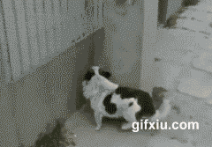 可爱的小猫和小狗打架的动态图片打包一组(6)(点击浏览下一张趣图)
