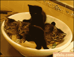 纳尼！一家可爱的小猫装在碗里(点击浏览下一张趣图)