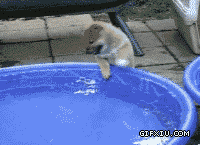 可爱的小狗玩水。哇塞这水好清凉啊(点击浏览下一张趣图)