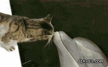 搞笑的海豚和小猫亲吻：咋这么大的鱼啊从哪开吃啊(点击浏览下一张趣图)