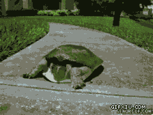 看下这个图片让你对乌龟的速度有新的认识，超快的乌龟(点击浏览下一张趣图)