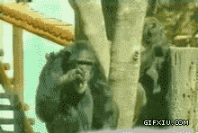 搞笑的大猩猩抽烟(点击浏览下一张趣图)