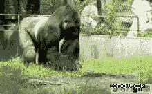 绝对爆笑的黑猩猩袭击人类了。拾起砖头砸完人就跑(点击浏览下一张趣图)