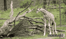 搞笑的长颈鹿被开屏的孔雀吓了一跳：我擦，树枝怎么会动，吓死爹了。。.gif(点击浏览下一张趣图)