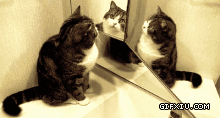 搞笑可爱的猫咪对着镜子：这叫敌不动我不动(点击浏览下一张趣图)
