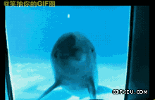 可爱搞笑的海豚看镜子中的自己：第一次照镜子的海豚，也太兴奋了吧.gif(点击浏览下一张趣图)