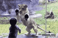 搞笑的宝宝和一头母狮相互猜拳玩耍(点击浏览下一张趣图)