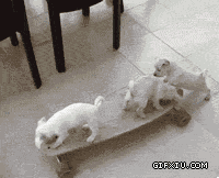 家里一群搞笑的狗宝宝玩滑板车：主银不在家的时候，偶们都是这样玩滴.gif(点击浏览下一张趣图)