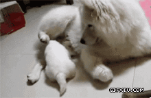 搞笑的狗妈咪把自己的宝宝给踢飞了(点击浏览下一张趣图)