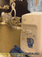 可爱搞笑的小猫玩饮水机：水都被你放完了,你还按有意思吗？.gif(点击浏览下一张趣图)