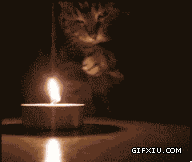 搞笑的小猫玩蜡烛烤猫爪(点击浏览下一张趣图)