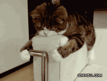 十分可爱懒惰的小猫咪:懒成这样也是一种境界啊！[.gif(点击浏览下一张趣图)