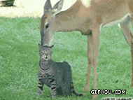 小猫和小鹿的亲吻的动图：喵星人表示压力很大....gif(点击浏览下一张趣图)