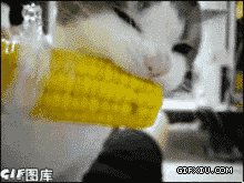 可爱的猫咪啃玉米(点击浏览下一张趣图)
