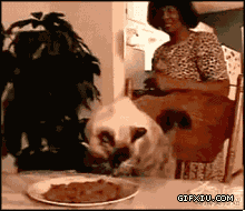 雷人的小猫咪会用叉子吃饭了：喵星人时代到来了(点击浏览下一张趣图)