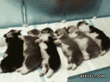 熟睡的狗宝宝们听到吃饭的声音赶紧起来搞笑死人了(点击浏览下一张趣图)