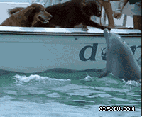 狗狗被海豚给强吻了(点击浏览下一张趣图)