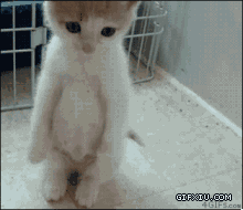 可爱够萌站立的小猫咪(点击浏览下一张趣图)