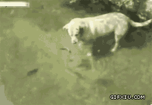 雷人的狗狗在水里抓鱼真是够雷人的(点击浏览下一张趣图)