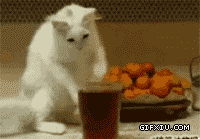 可爱好奇的猫咪对着杯子里的可乐产生了好奇心：喵喵，你好奇的底线在哪里.gif(点击浏览下一张趣图)