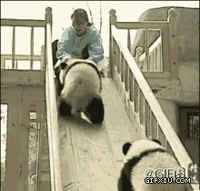 两只玩耍的搞笑的熊猫：我擦。。幸好肉够多.gif(点击浏览下一张趣图)